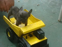 Saving Tiny Tim!