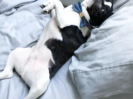 Average size of 1 year old frenchie?