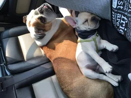 hello from boss and vinnie !