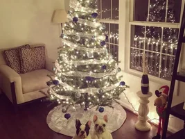 ~ENTER HERE~ December Frenchie of the Month Contest ~ Holly Jolly Frenchies