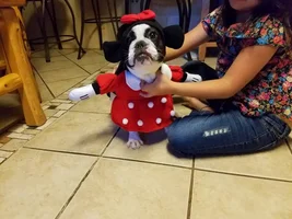 ~ENTER HERE~ Frenchie of the Month Contest ~ It's October!
