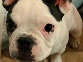 4 PAW MEMBERS!!!  Please vote for your favorite Frenchie Faces!
