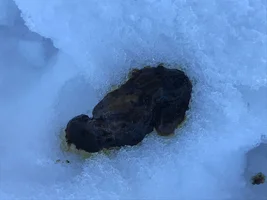 Help... Major Poop Problems