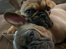 Lovebirds! Let's See Those Frenchie "Couples"