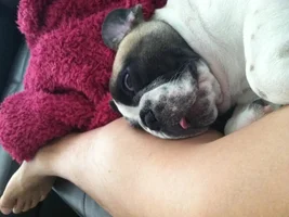 Wilbur's sleeping positions
