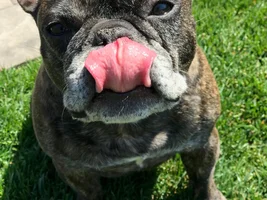 4 PAW MEMBERS!!  Please vote for your favorite Tongue Tied Frenchie!!