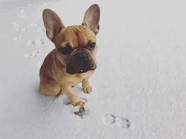 4 PAW MEMBERS!!!  Please vote for your Holly Jolly Frenchies
