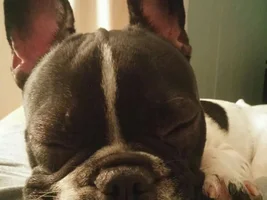 Need help with choosing food for 8 month old Frenchie witch allergies