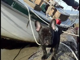 VOTE HERE!!!! December Frenchie of the Month!