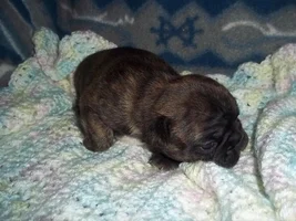 Pictures Of Beau