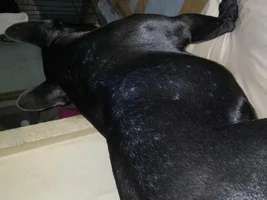 Bumps all over his back and neck!