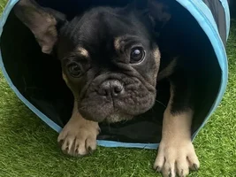 What is best to clean my puppies eyes