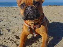November Frenchie of the Month ~ 4 PAW MEMBERS VOTE ~