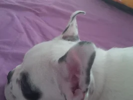 Puppy's ears curling backwards