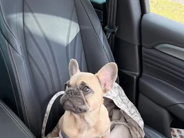 New To the Frenchie World