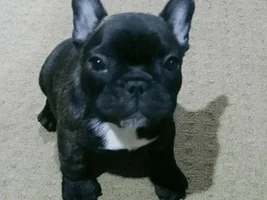 ~ENTER HERE~ March Frenchie of the Month Contest "FRENCHIE FACES"