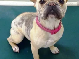 Female Frenchie at a Shelter in Minnesota ADOPTED!