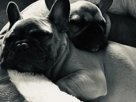 Possibly getting a second Frenchie today