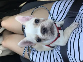 New Member - Amanda and Fig the Frenchie!