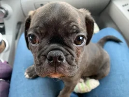 Love my new dog Oliver.   His Mom was a Frenchie/Boston terrier and his Dad is a Pug.