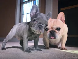 Frenchie Christmas Photos