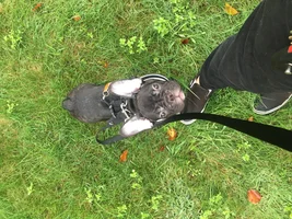 Duke the Frenchie