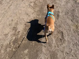 My frenchie looks different than others. Worried about underlying health issues. Asking for advise!