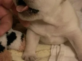 More pup pics