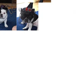 September 2014 Frenchie of the Month Contest ~ENTER HERE~