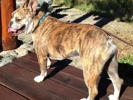 Buster Loves His Walks At Iwetemlaykin State Park!