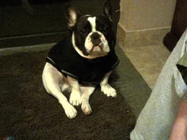 French Bulldogs now 11th in popularity!