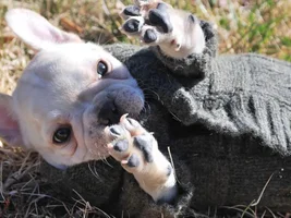 Let's post some puppy pictures!!