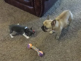 small 15 week old frenchie ?