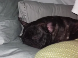 Frenchie Butt!