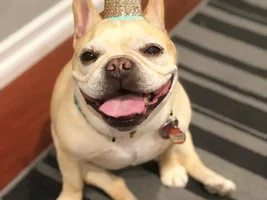 Any senior frenchies?