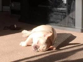 ~ENTER HERE~ August 2016 Frenchie of the Month ~ SLEEPY FRENCHIES