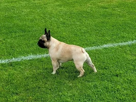 Clyde, male  3 years old.