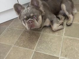 Co parenting my daughter’s fluffy frenchie.