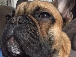 ~ENTER HERE~ March 2019 Frenchie of the Month:  FRENCHIE FACES