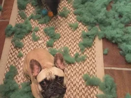 Bad Frenchies! ;)