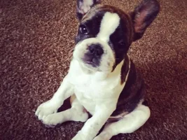 4 Paw Members, Please vote for February Frenchie of the Month!