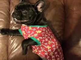 VOTE NOW!! April SMILING FRENCHIES Contest