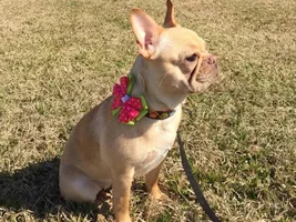 Rosie