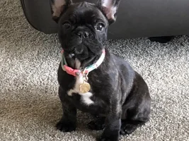 Brindles!! Post pictures of your brindle frenchie!!