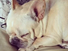 Frenchie Butt!