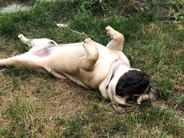 ~ENTER HERE~ August Frenchie of the Month "LAZY FRENCHIES"