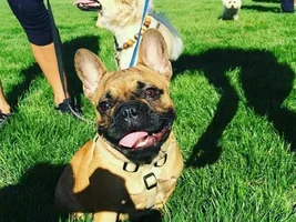 VOTE NOW!! April SMILING FRENCHIES Contest