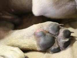 Red ears, belly, paws and chin? *pics included*