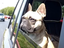 Frenchie Poll:  How Does Your Frenchie Ride in the Car?