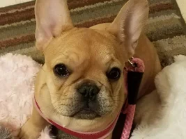 4 PAW MEMBERS!!!!   Please vote for your favorite FRENCHIE FACES!